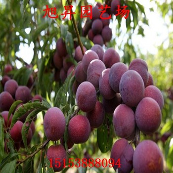 黑布朗李子苗品種介紹
