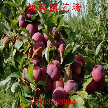 秋紅李子苗好不好