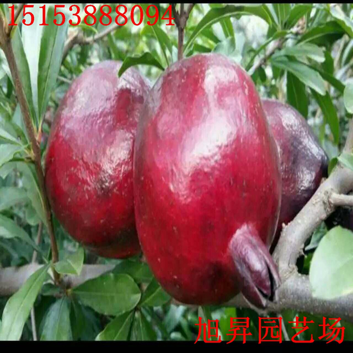 三白甜石榴苗品種介紹