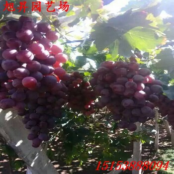 重慶龍眼葡萄苗種植基地