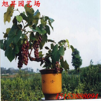 江蘇龍眼葡萄苗批發(fā)價(jià)
