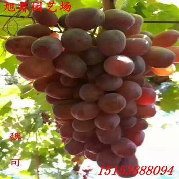 江西紅提葡萄苗種植環(huán)境