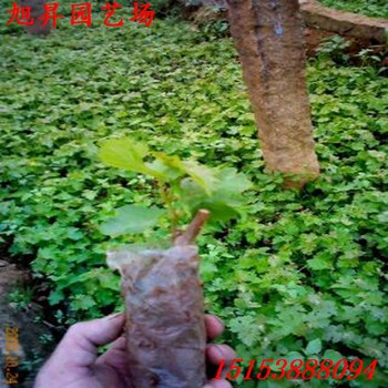 海南紫甜無(wú)核葡萄苗行情價(jià)格