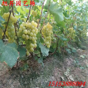 云南克倫生葡萄苗哪家好