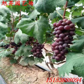 寧夏葡萄苗報(bào)價(jià)
