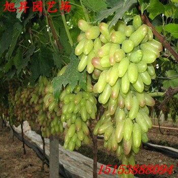 黑龙江茉莉香葡萄苗基地供应