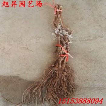 海南品種葡萄苗