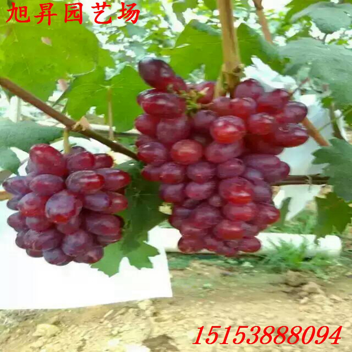 海南紅芭拉蒂葡萄苗