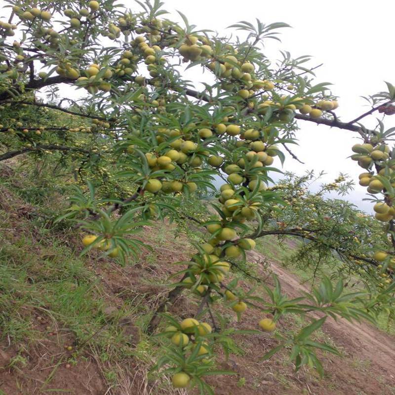 李子苗培育基地来宾