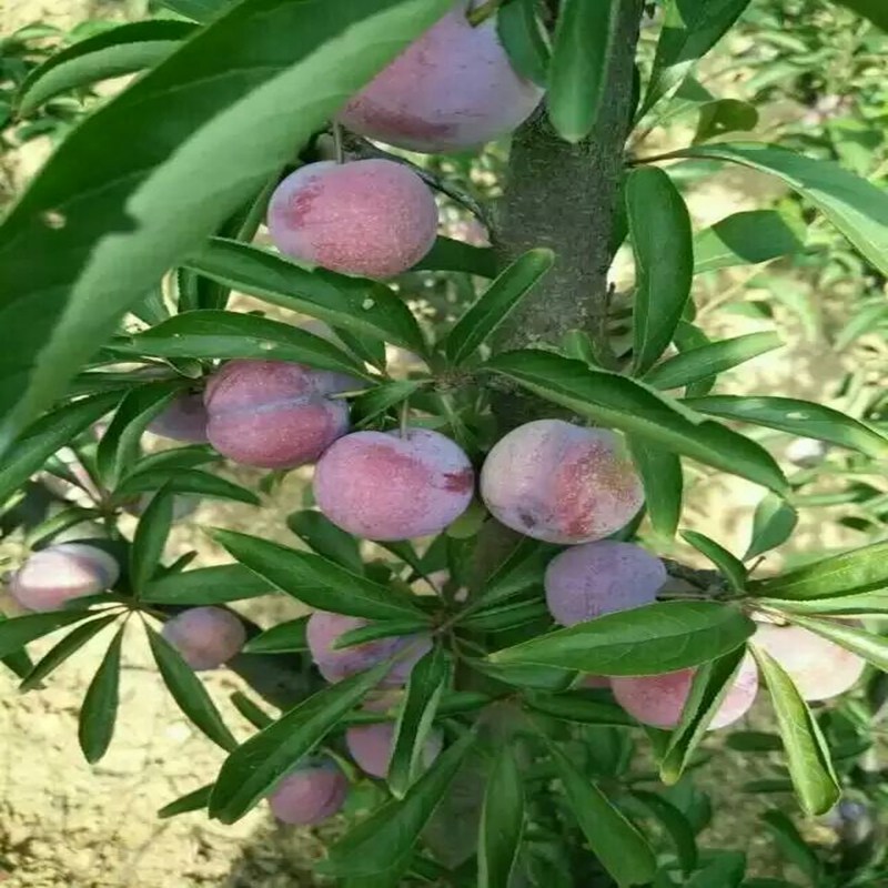 芙蓉李子苗品种介绍大同