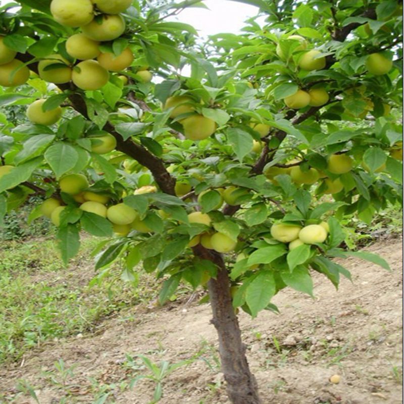 脆红李子苗基地种植技术