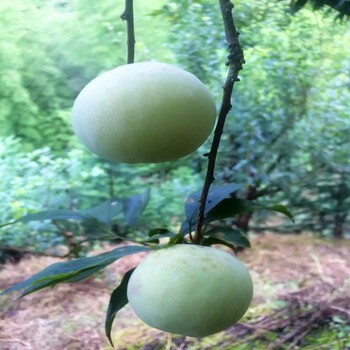 清脆李子苗种植技术武威