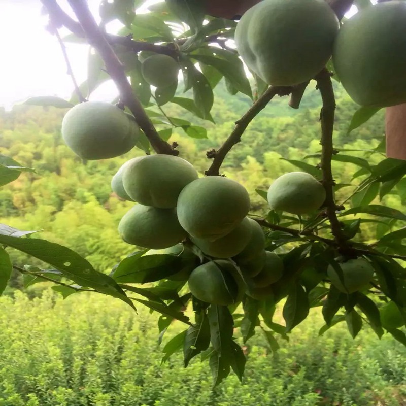 清脆李子苗当年挂果绥化