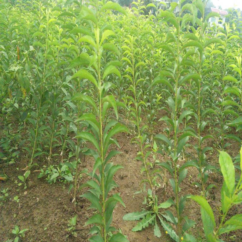 香蕉李子苗农户管理和种植方法