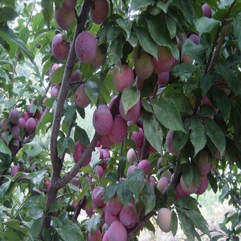 紅心李子苗大量供應(yīng)池州