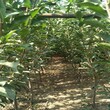 李子苗种植基地管理和种植方法
