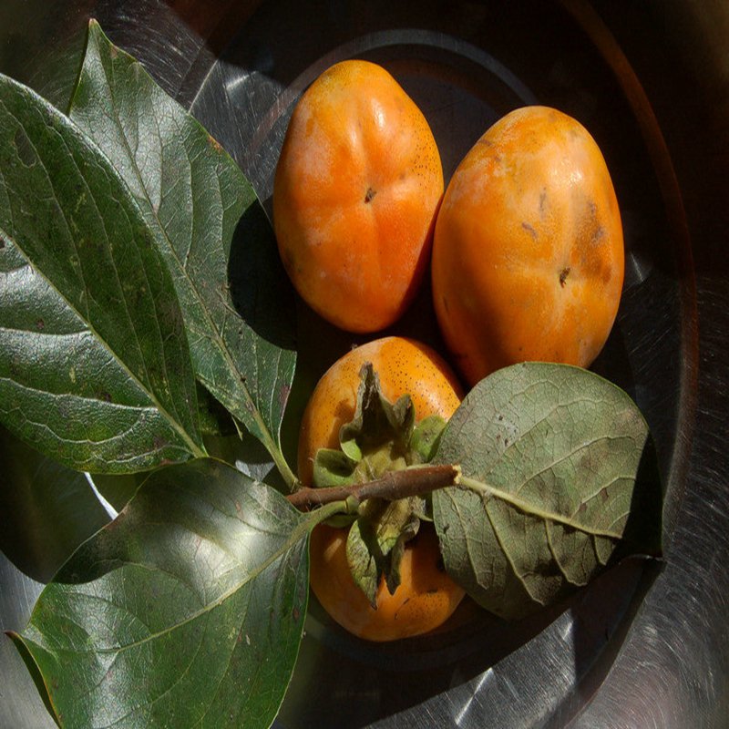 神农架次郎甜柿子苗致富新品种