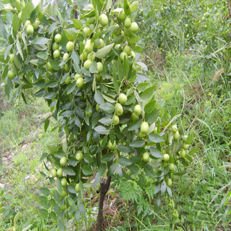 眉山茶壶枣苗哪里有