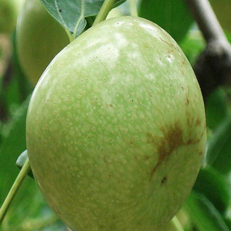 葫芦岛茶壶枣苗价格