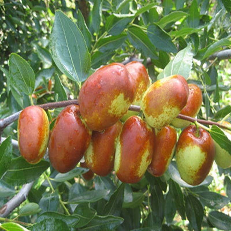 芜湖龙枣枣苗基地