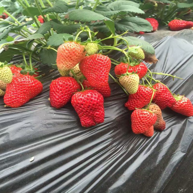 黄山高产菠萝莓草莓苗