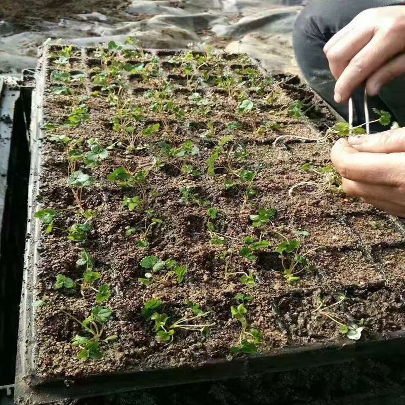 鄂尔多斯穴盆四季草莓苗培育基地