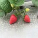 甘孜穴盆丰香草莓苗市场价格
