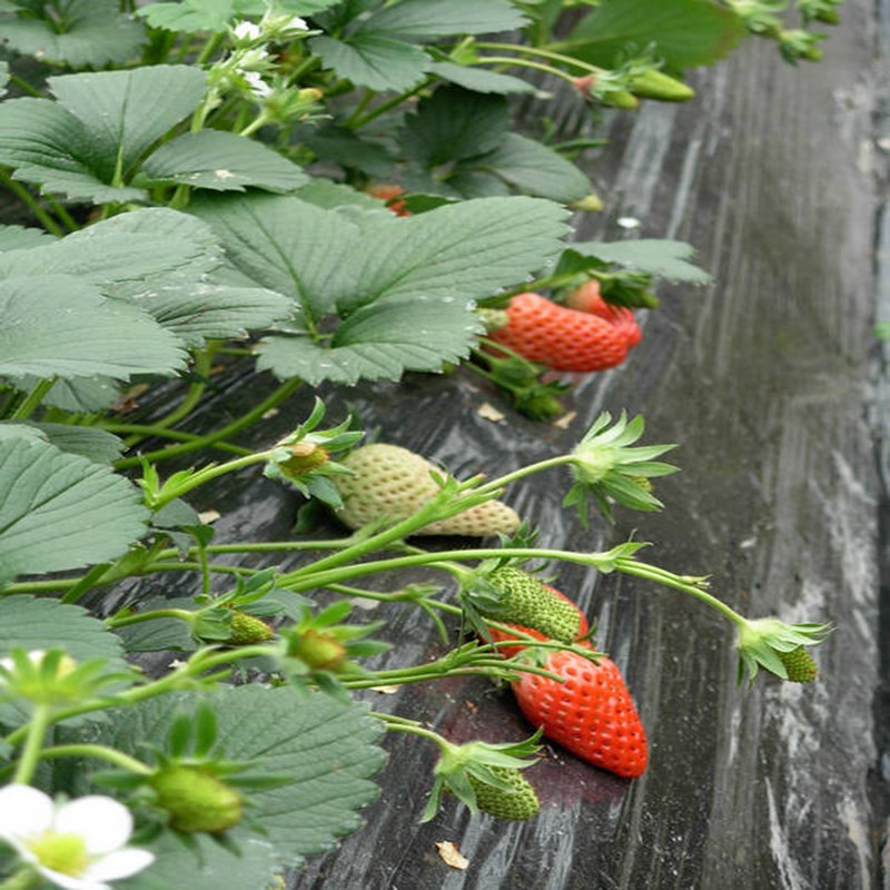 淮安高产红袖添香草莓苗今年价格