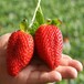 达州专业培育牛奶草莓苗培育基地