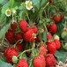 鹤壁专业培育京御香草莓苗批发价格