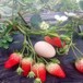梧州优质章姬草莓苗哪里卖