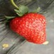 衢州易成活越丽草莓苗种植环境