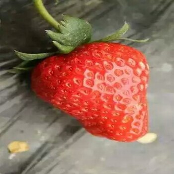 郑州黔莓草莓苗丰产果型