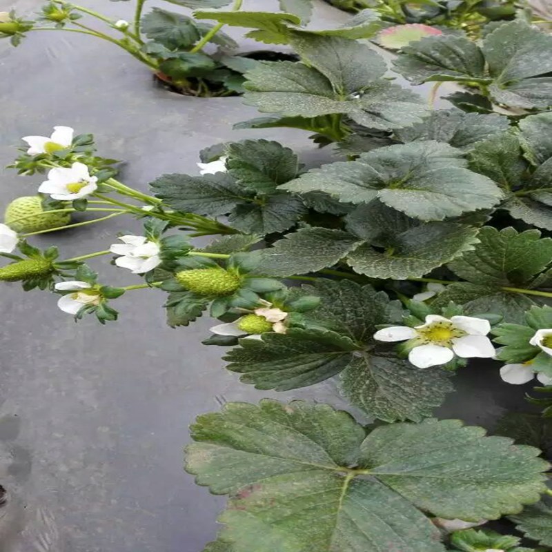 北屯易成活蜀香草莓苗当年挂果