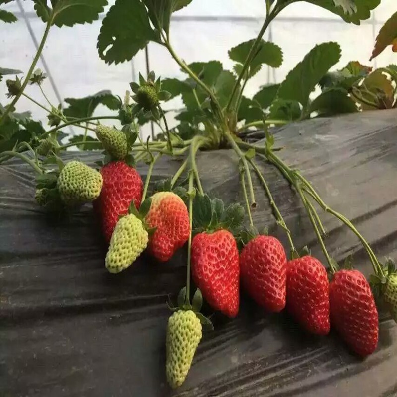 毕节自产自销越丽草莓苗种植