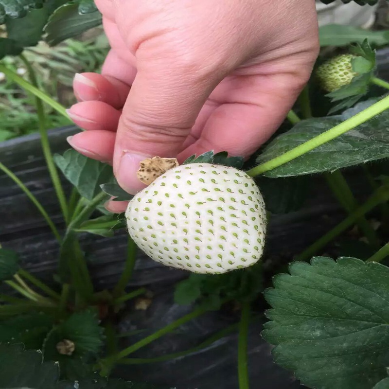 湘潭培育小白草莓苗亩产量