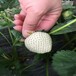 黄南高产京藏香草莓苗在线咨询