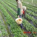 宜宾专业培育菠萝莓草莓苗品种怎么样