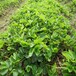 黄南穴盆隋珠草莓苗有哪些优势