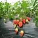 丹东专业培育菠萝莓草莓苗批发价