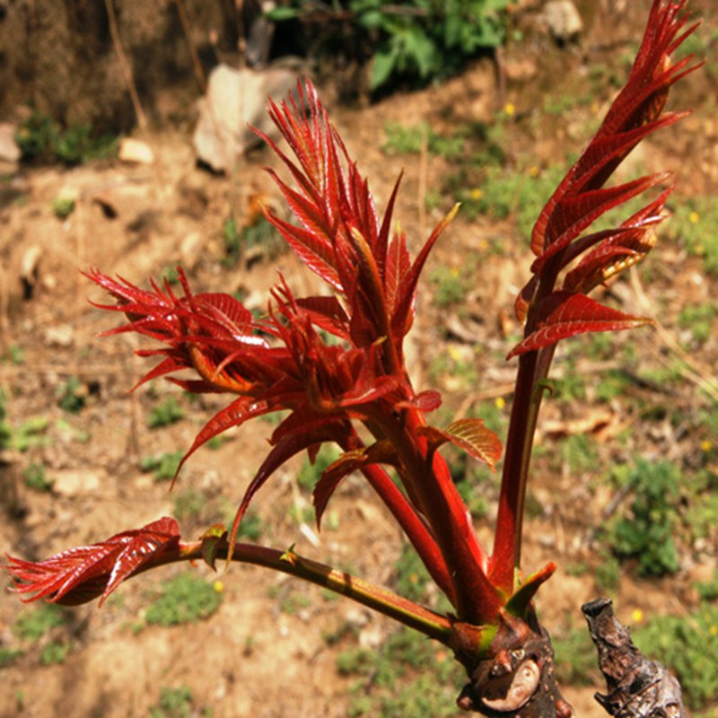 九江矮化香椿苗种植基地