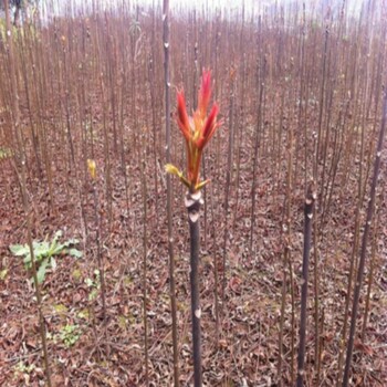 娄底红油香椿苗种植基地