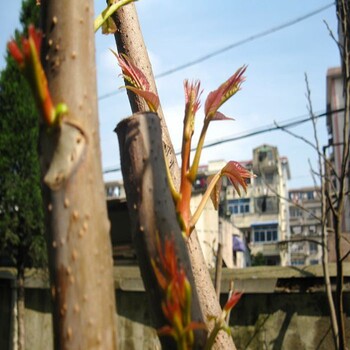 宝山两年生红油香椿苗厂家