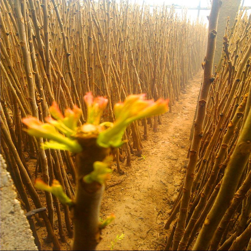 天津周边一年生高产香椿苗厂家供应