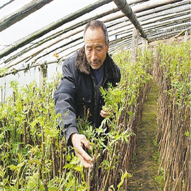 宜春矮化香椿苗种植基地