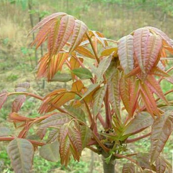 门头沟矮化香椿苗厂家电话