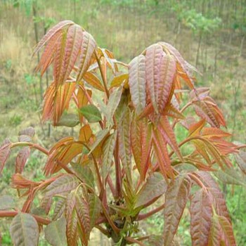 石家庄两年生脱毒香椿苗种植技巧