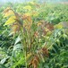 平谷矮化香椿苗种植环境