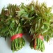 三门峡香椿苗新品种