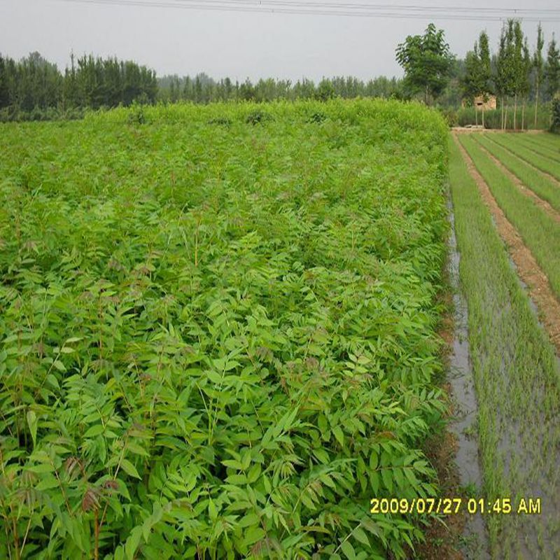 邵阳红油香椿苗种植环境